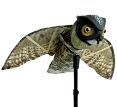 Prowler Owl Prowler Owl