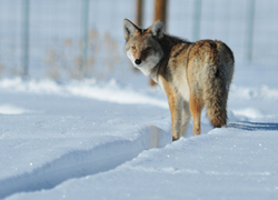 Bird-X Discusses Increasing Urban Coyote Population in New Blog Post