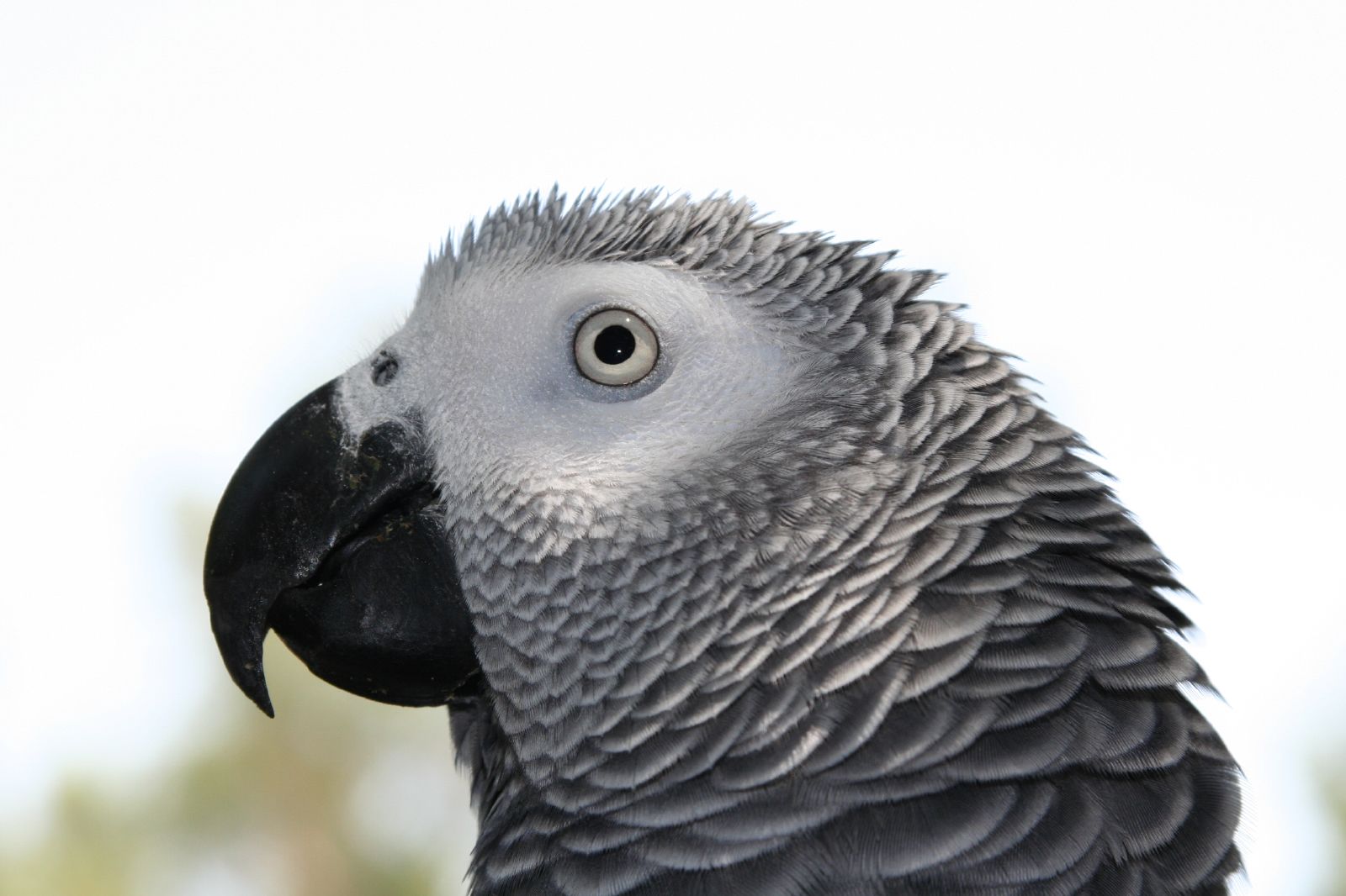 African Grey Parrots Drastically Drop in Numbers