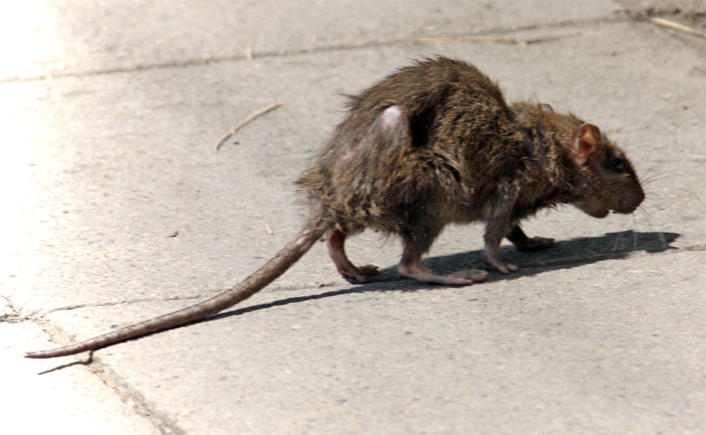 Britain’s ‘Super Rat’ Epidemic Continues to Grow in Number, Immunity, and Size