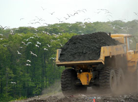Landfill gulls