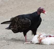 Buzzards Won’t Budge: Turkey Vultures Cause Damage & Pose Threat at Airport