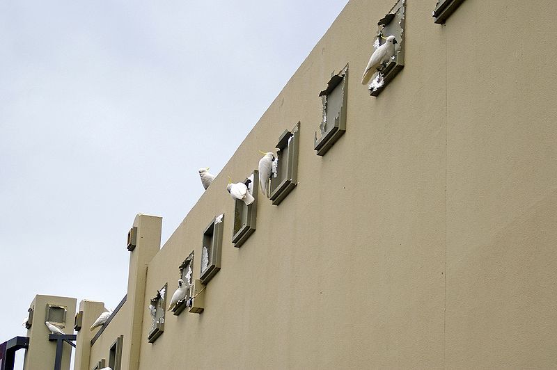 Bird Infestation Causes Problems for Food Facilities
