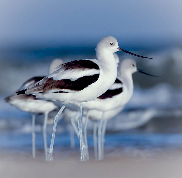 Birds Found in Strange New Areas: How Climate Change Is Altering Migration Patterns in North America