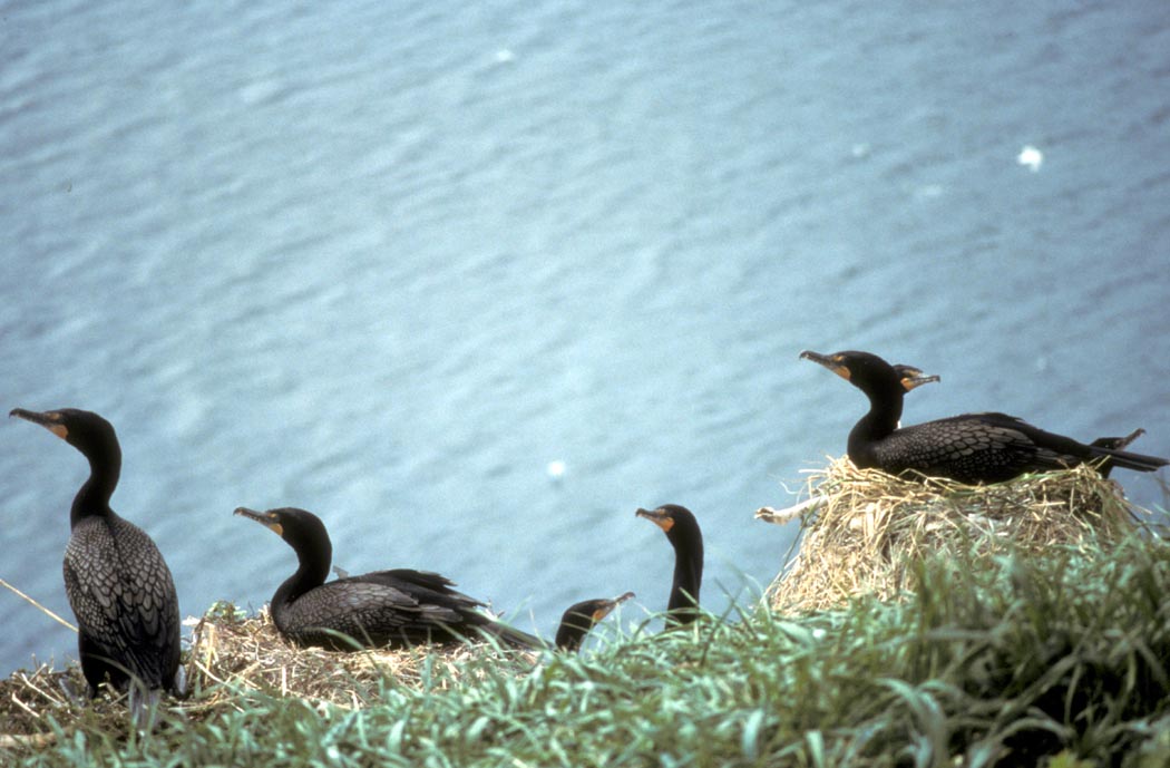 Actions Aimed to Stop Over 10,000 Wild Water Birds Set for Slaughter in Motion