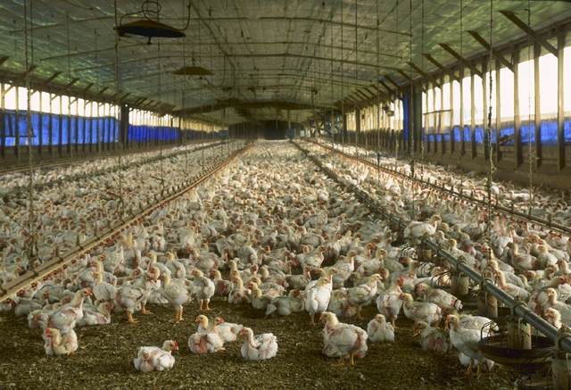 Bird Flu Breakdown: Understanding Avian Influenza