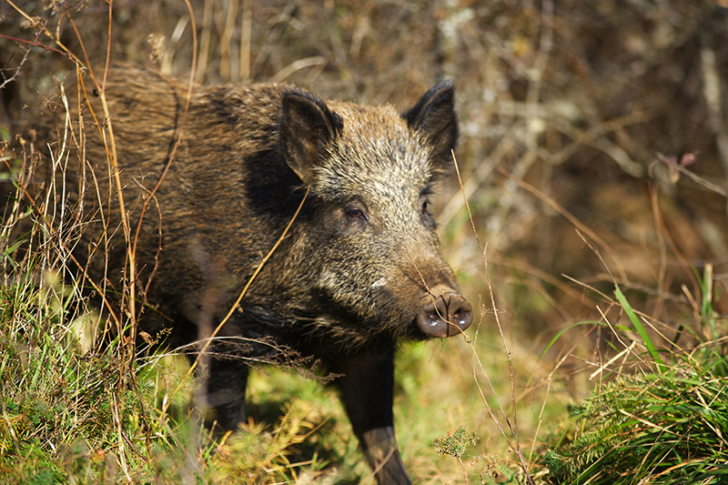 A New Kind of Wild Boar Repellent?