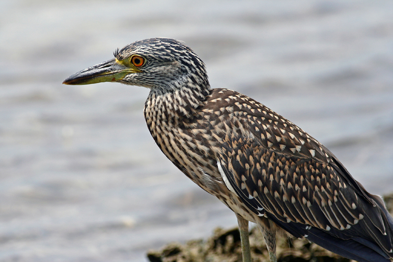 Beautiful Herons Become Pest Birds in New York
