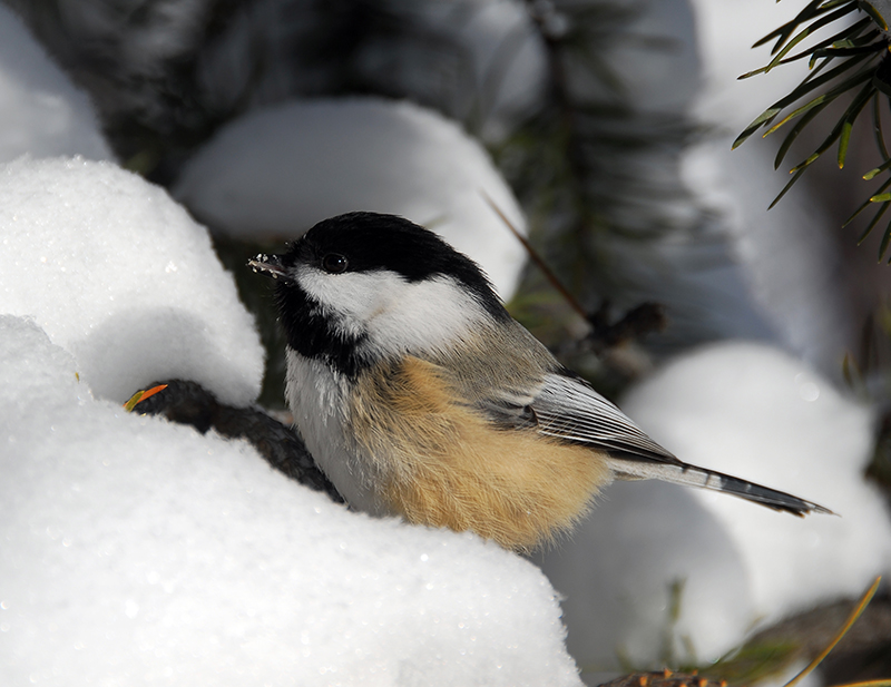 how do birds survive frigid winter temperatures bird x how do birds survive frigid winter temperatures bird x