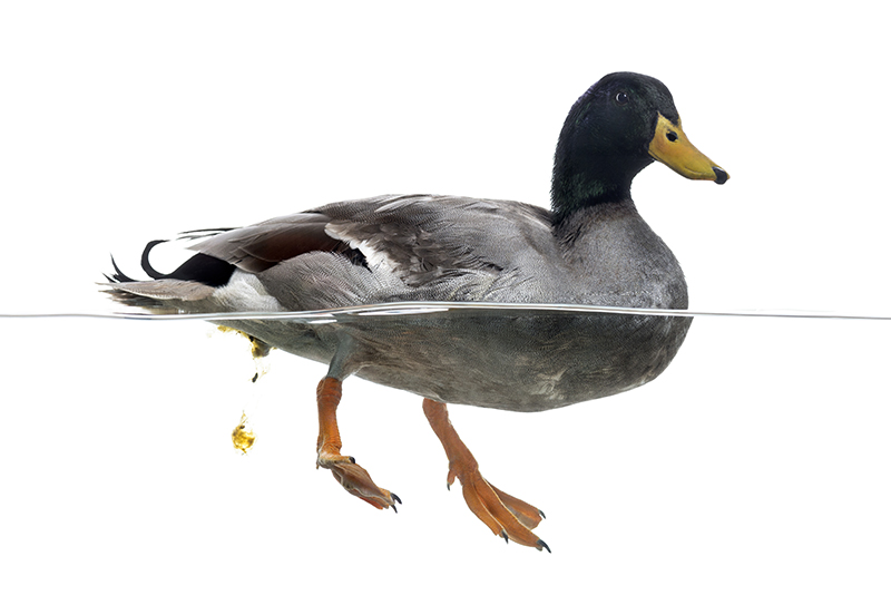 Protect Poultry Flocks from Avian Flu