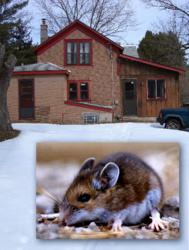 Scientist Gets Rid of Mice with Bird-X Electronic Devices