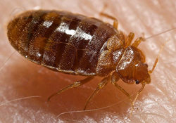 Bed Bugs: More Than An Irritating Inconvenience