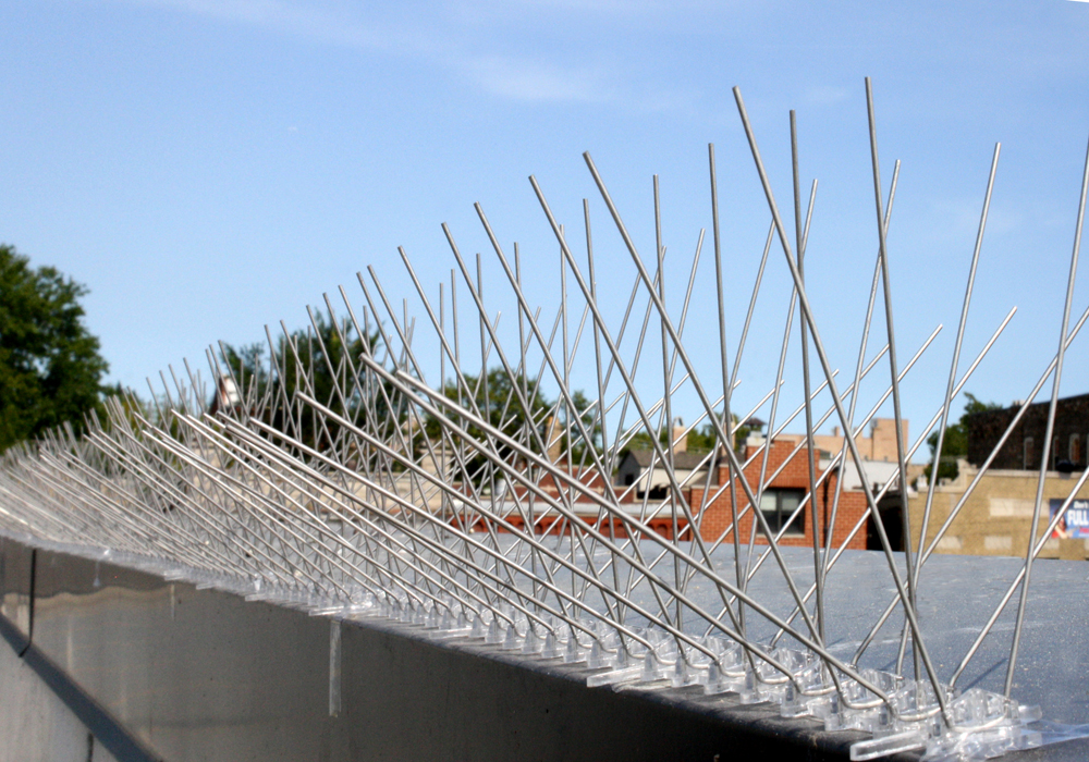 Pest Bird Control is Easier if it’s Done Early vs Later: Prevent the Problem Before it Starts