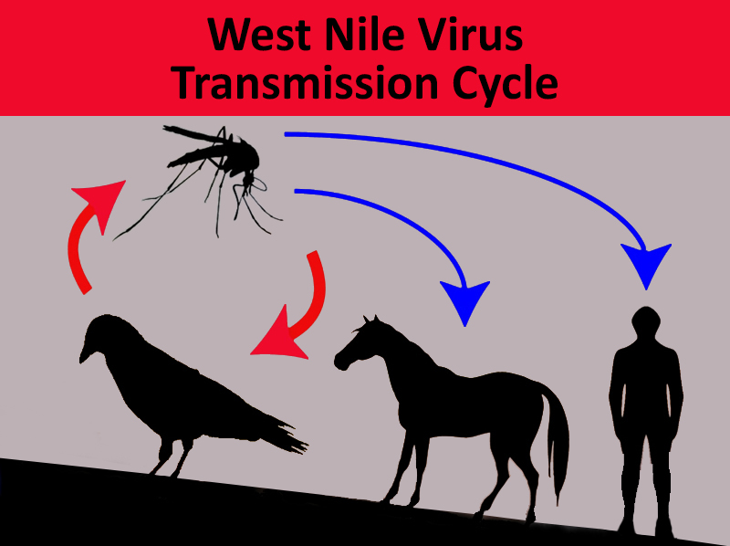 US Bird Population “Decimated” by West Nile Virus, Elevated Threat to Humans