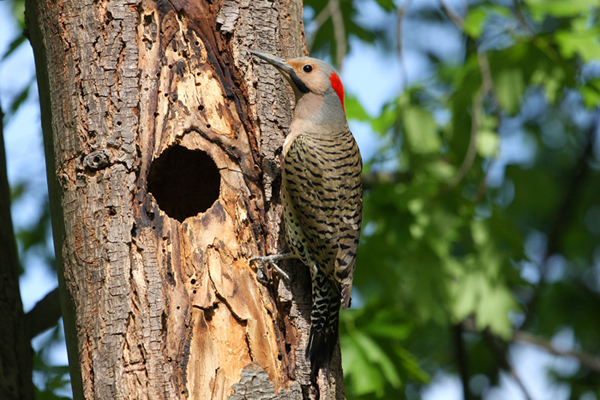 Nature’s Jackhammers: How to Deal with the Woodpecker Next Door (or in Your Home Itself)