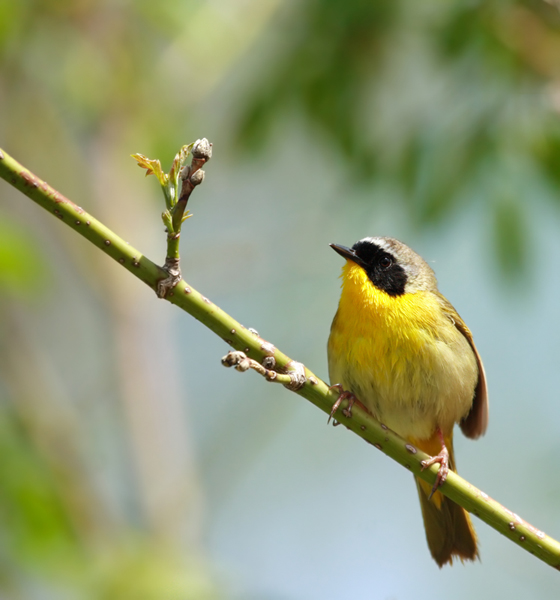 Effective Bird Control Protects Birds from Man-Made Hazards
