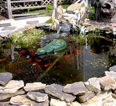 gator guard koi pond Gator guard protects koi pond