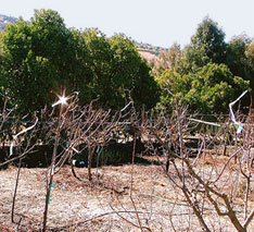 irri-tape used to protect vineyard trees