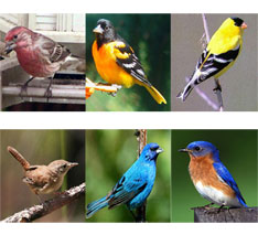 For Songbird Lovers For Songbird Lovers