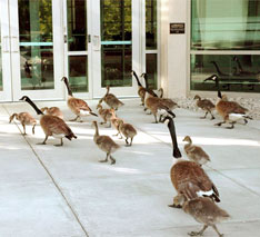 geese on corporate grounds geese on corporate grounds