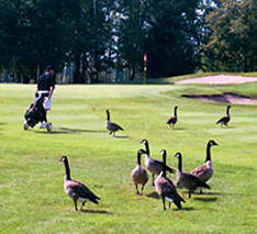 geese-invade-green geese invade the green