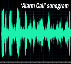 goose-alarm-call-sonogram goose alarm call sonogram