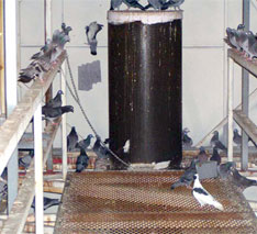 bird infestation inside facility