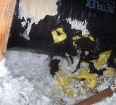 rat damage