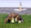 3D coyote protects grounds