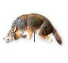 3D-Coyote