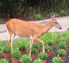 Pest deer damaging garden