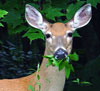 Pest deer eating foliage