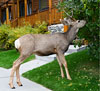 Pest deer near house, destroying bushes