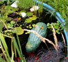 Gator Guard protects koi pond