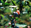 Standard bird netting protects fruit