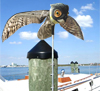 Prowler Owl repels gulls from dock