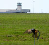 Prowler Owl protects airfield from pest birds