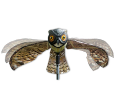 Prowler Owl Image