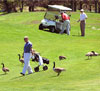 geese on golf course