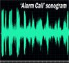 GooseBuster alarm call sonogram