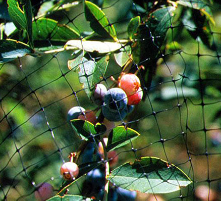 Standard bird netting protects fruit