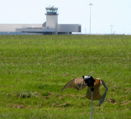Prowler Owl protects airfield from pest birds