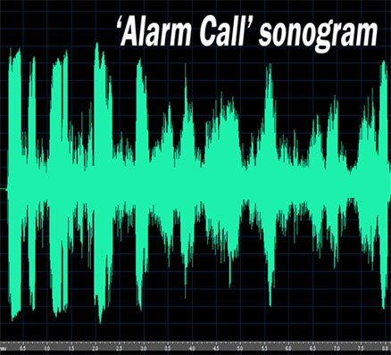 GooseBuster alarm call sonogram