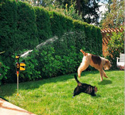 Hydroblast Scarecrow deters dog in yard