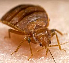 Bed bug biting humans