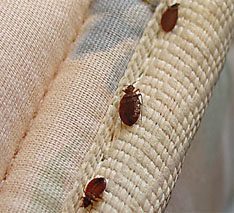 Bed bugs on mattress lining