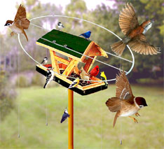 Sparrow-Free Magic Halo