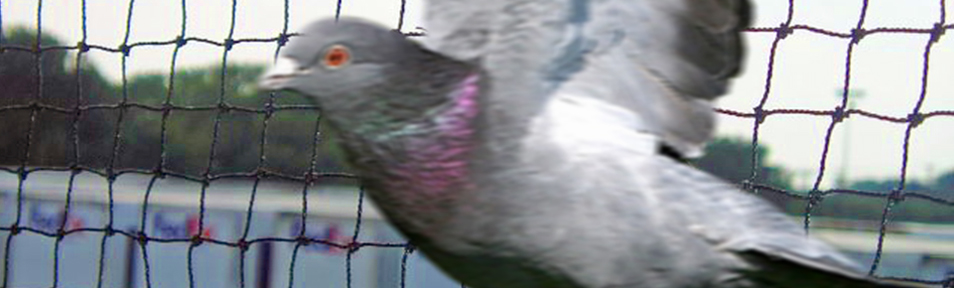 bird netting highly effective