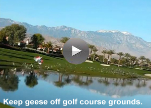 BirdXPeller Drone in use at country club golf course