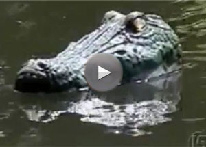 Gator Guard on golf course